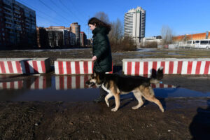 Как Госдума ужесточает правила выгула потенциально опасных собак