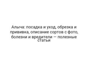 Алыча: посадка и уход, обрезка и прививка, описание сортов с фото, болезни и вредители — полезные статьи